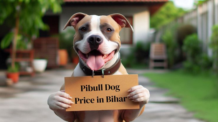 Pitbull Dog Price in Bihar
