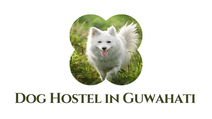 Dog Hostel in Guwahati