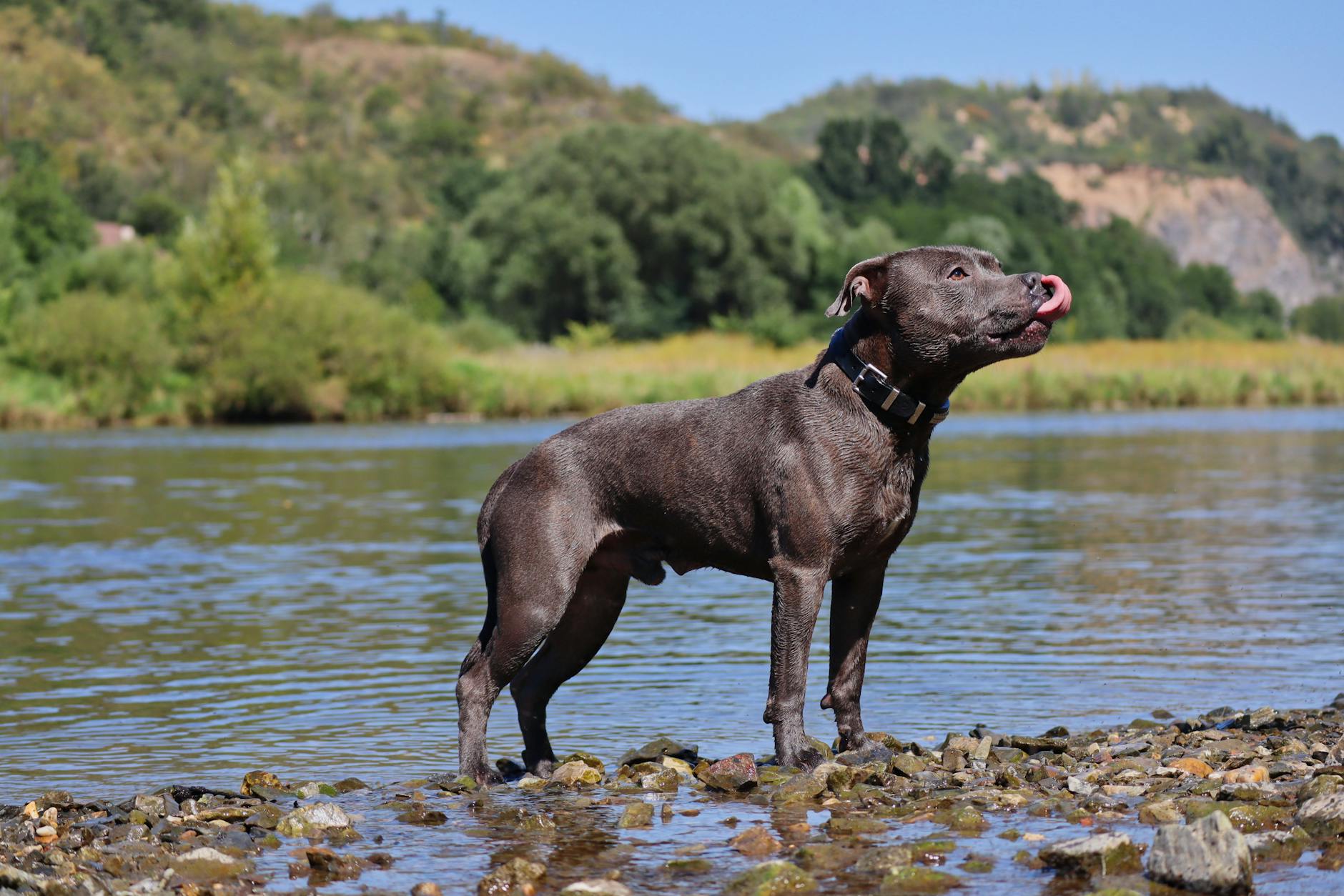 Staffordshire Bull Terrier/ Pitbull Dog