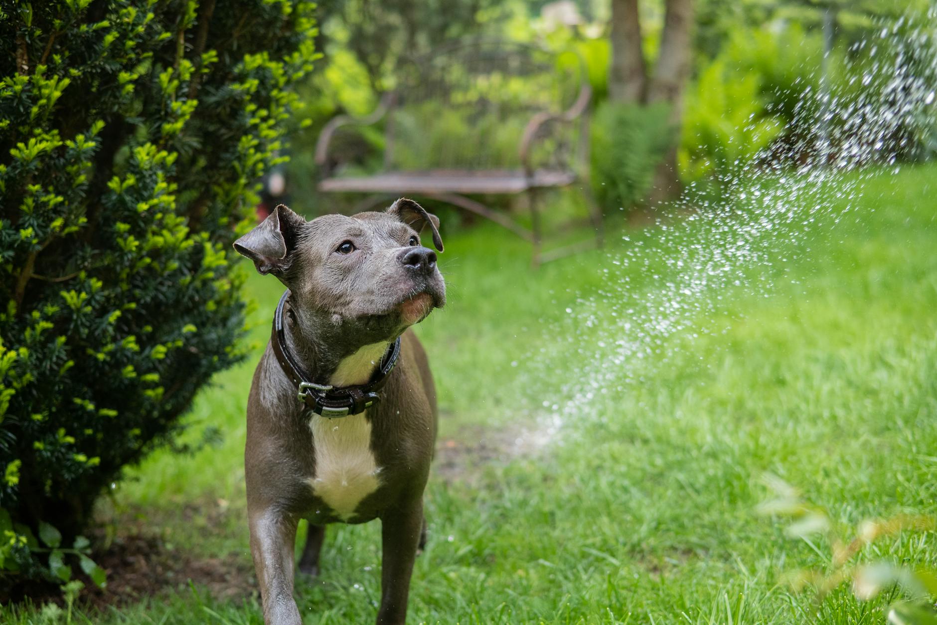 American Staffordshire Terrier/ Pitbull Dog