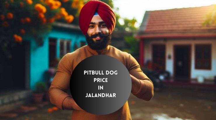 Pitbull Dog Price in jalandhar, Punjab in 2024-25